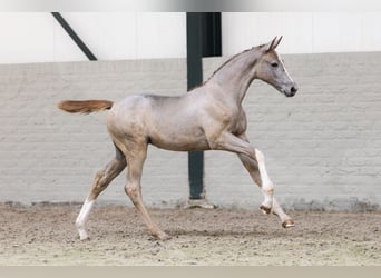 Zangersheider, Mare, 