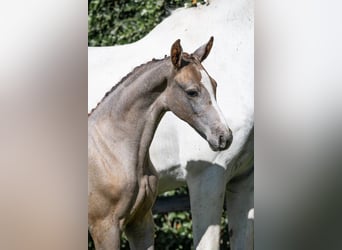 Zangersheider, Mare, 