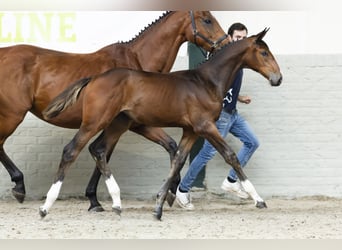 Zangersheider, Mare, Foal (05/2025)