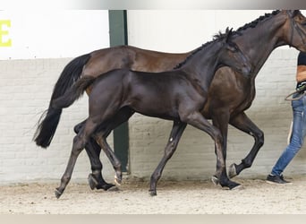 Zangersheider, Mare, Foal (05/2025)