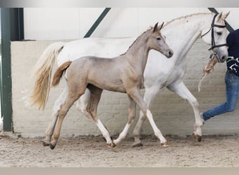 Zangersheider, Mare, 