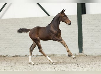 Zangersheider, Mare, Foal (06/2025)