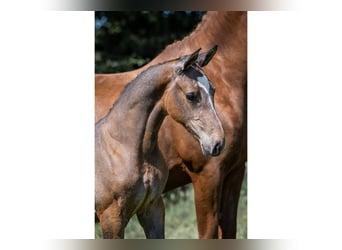 Zangersheider, Mare, 