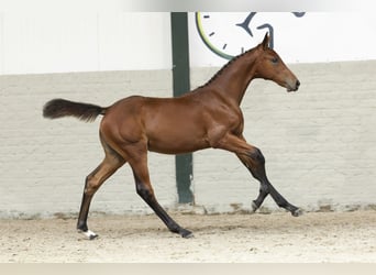Zangersheider, Mare, Foal (05/2025)