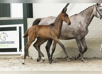 Zangersheider, Mare, Foal (06/2025)