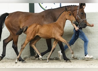 Zangersheider, Mare, Foal (06/2025)