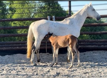 Zangersheider, Mare, Foal (03/2026)