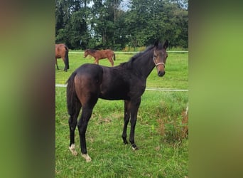 Zangersheider Mix, Mare, Foal (04/2025), Smoky-Black