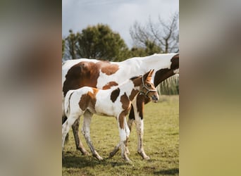 Zangersheider, Mare, Foal (01/2024), Tobiano-all-colors