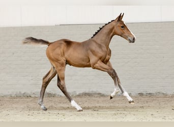 Zangersheider, , 