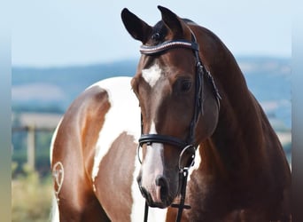Zangersheider, Stallion, 10 years, 16.1 hh, Pinto