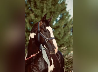 Zangersheider, Stallion, 10 years, 16,2 hh, Tobiano-all-colors