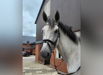 Zangersheider, Stallion, 10 years, 17.2 hh, Grey