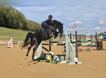 Zangersheider, Stallion, 11 years, 16.1 hh, Black