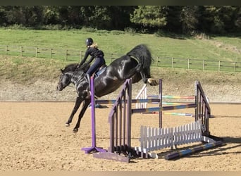 Zangersheider, Stallion, 11 years, 16.1 hh, Black
