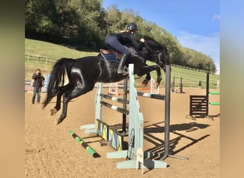 Zangersheider, Stallion, 11 years, 16.1 hh, Black