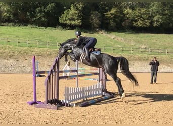 Zangersheider, Stallion, 11 years, 16,1 hh, Black