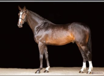 Zangersheider, Stallion, 11 years, 16.1 hh, Smoky-Black
