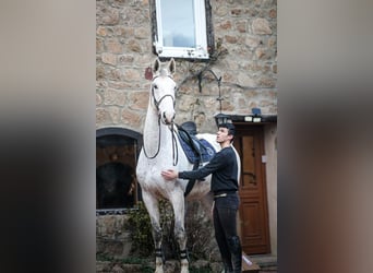 Zangersheider, Stallion, 11 years, 17.3 hh, Grey-Fleabitten Zangersheider, Stallion, 11 years, 17.3 hh, Grey-Fleabitten