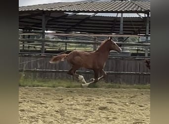 Zangersheider, Stallion, 1 year, 12,1 hh, Chestnut-Red