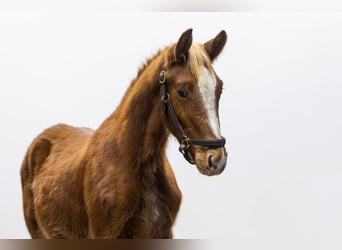 Zangersheider, Stallion, 1 year, 13,1 hh, Chestnut-Red