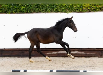 Zangersheider, Stallion, 1 year, 13,3 hh, Bay-Dark