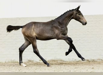 Zangersheider, Stallion, 1 year, 14.2 hh, Grey