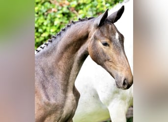 Zangersheider, Stallion, 1 year, 14.2 hh, Grey