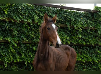 Zangersheider, Stallion, 1 year, 14,1 hh, Brown