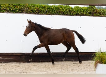 Zangersheider, Stallion, 1 year, 14,1 hh, Brown