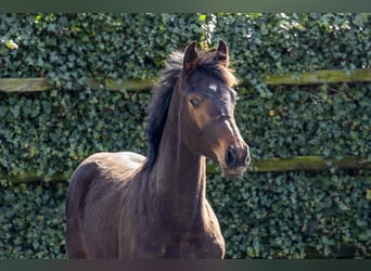 Zangersheider, Stallion, 1 year, 15.2 hh, Brown