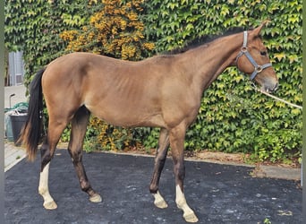 Zangersheider, Stallion, 1 year, 15 hh