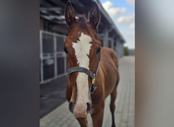 Zangersheider, Stallion, 1 year, 15 hh