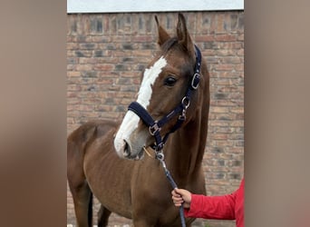 Zangersheider, Stallion, 1 year, 15,1 hh, Bay-Dark