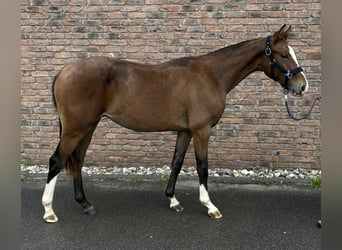 Zangersheider, Stallion, 1 year, 15,1 hh, Bay-Dark