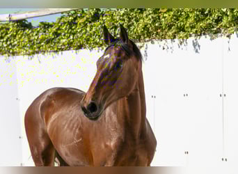 Zangersheider, Stallion, 1 year, 15,1 hh