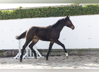 Zangersheider, Stallion, 1 year, 15,2 hh, Brown