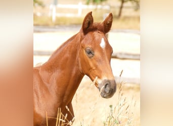 Zangersheider, Stallion, 1 year, 16.1 hh, Chestnut-Red