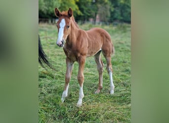 Zangersheider, Stallion, 1 year, 16.1 hh, Chestnut-Red
