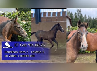 Zangersheider, Stallion, 1 year, 16.1 hh, Grey