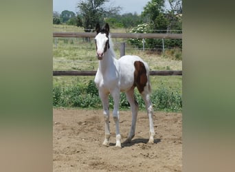 Zangersheider, Stallion, 1 year, 16.1 hh, Pinto