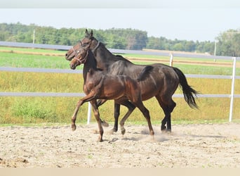 Zangersheider, Stallion, 1 year, 16.2 hh, Bay-Dark
