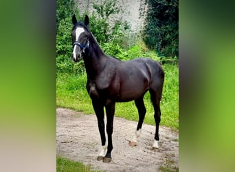 Zangersheider, Stallion, 1 year, 16.2 hh, Black