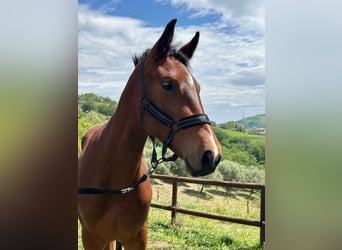 Zangersheider, Stallion, 1 year, 16.2 hh, Brown