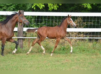 Zangersheider, Stallion, 1 year, 16.2 hh, Brown