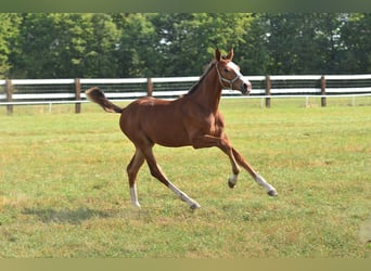 Zangersheider, Stallion, 1 year, 16.2 hh, Brown