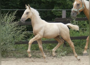 Zangersheider, Stallion, 1 year, 16.2 hh, Palomino