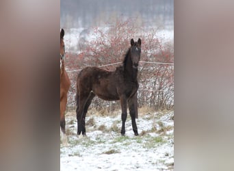 Zangersheider, Stallion, 1 year, 16.2 hh, Smoky-Black