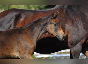 Zangersheider, Stallion, 1 year, 16.3 hh, Smoky-Black