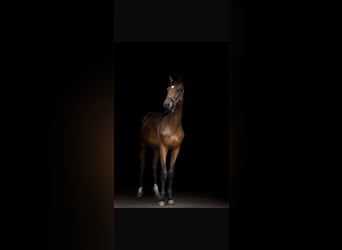 Zangersheider, Stallion, 1 year, 16 hh, Bay